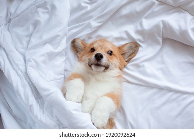 corgi puppy lies under the blanket sleeping on the bed. the concept of funny adorable pets