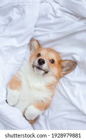 corgi puppy lies under the blanket sleeping on the bed. cute adorable pets puppies