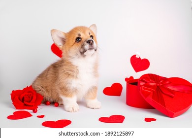 44,709 Puppy heart Images, Stock Photos & Vectors | Shutterstock