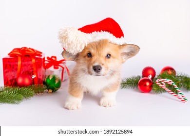 corgi puppy in santa hat on white background with gifts