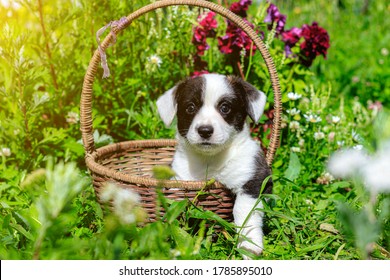 Black Corgi Imagenes Fotos De Stock Y Vectores Shutterstock