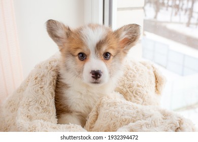 Corgi Puppy Wrapped In A Blanket