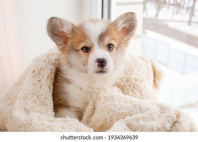 Corgi Puppy Wrapped In A Blanket