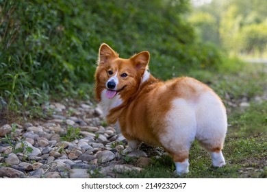 Corgi showing his ass with a smile in the forest