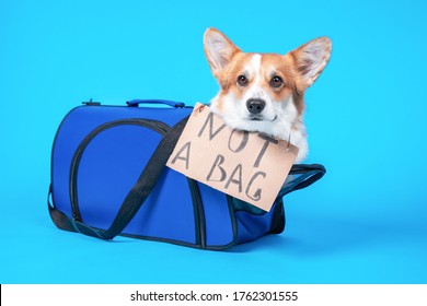  Corgi Sits  In Pet Carrier With Cardboard Sign And 