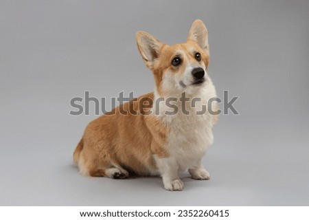 corgi stands on a gray background and looks ahead