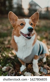 Corgi In A Sweater In Fall