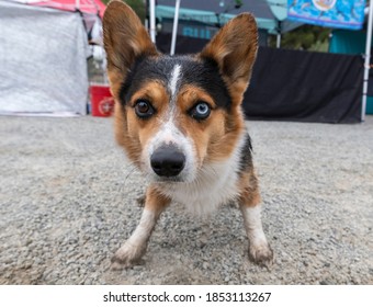 Corgi That Has Been Swimming Up Close With A Fish Eye Lens