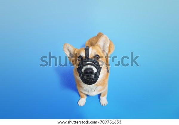 corgi muzzle