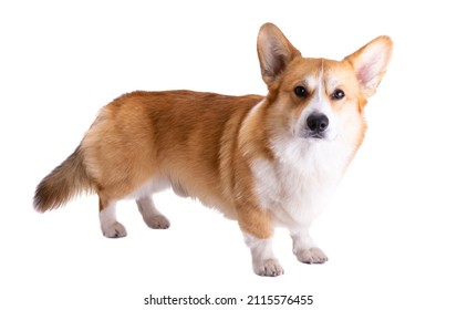 Corgi Welsh Pembroke Isolated On White Background