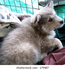 A Corgi-Chow Mix