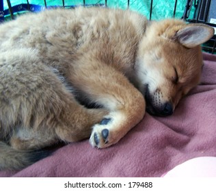 A Corgi-Chow Mix