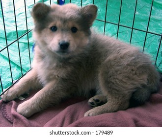 A Corgi-Chow Mix