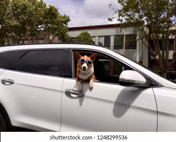 Corgie Dog Wearing Swim Goggles, Hanging Out White Car Door Window 