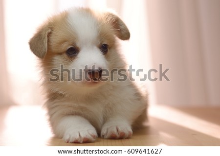 corgis puppy stock photo edit now 609641627 shutterstock