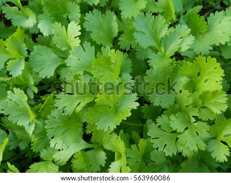 CORIANDER