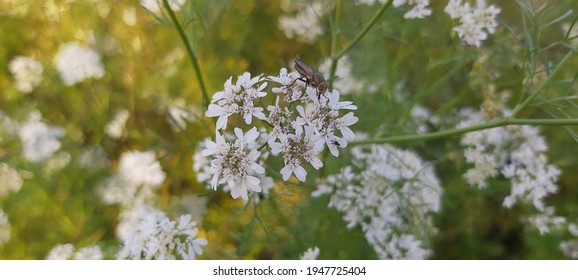 Coriander Blossoming Flowers In The Field