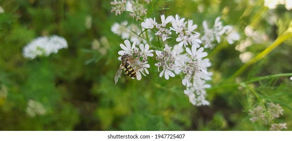 Coriander Blossoming Flowers In The Field