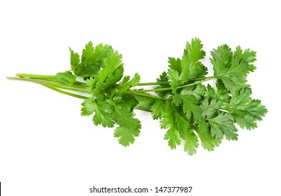 Coriander Bunch Isolated On White