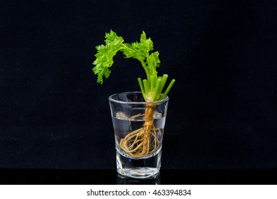 Coriander, Cilantro, Celery, Or Chinese Parsley,  Is An Annual Herb In The Family. All Parts Of The Plant Are Edible,  Fresh Leaves, Dried Seeds Are The Most Traditionally Used In Cooking.