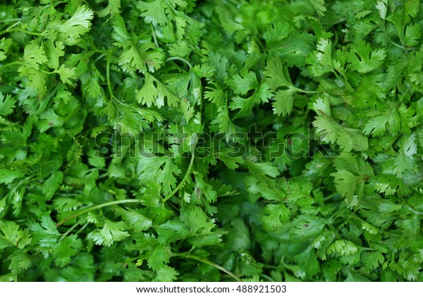 Coriander (cilantro or Chinese parsley) green\
leaves background