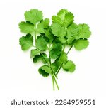 coriander or cilantro leaves isolated on white background. bunch of coriander or cilantro leaves isolated on white background. top view coriander or cilantro leaves isolated