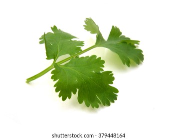 Coriander Cilantro Leaves Isolated On White 