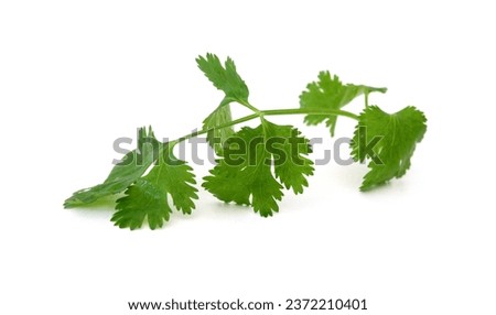 Coriander cilantro leaves isolated on white 