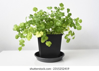 Coriander or cilantro plant (Coriandrum sativum) grown indoors in a black pot. Herb isolated on a white background. Negative space for text, landscape orientation. - Powered by Shutterstock