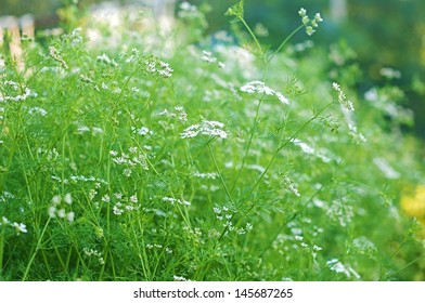 Coriander Flower 