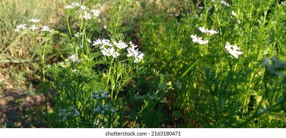 Coriander Flower Smell Varde Seasoning