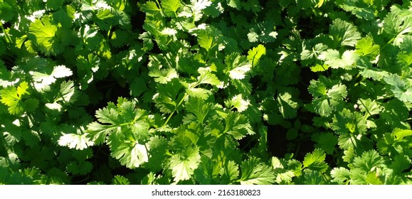 Coriander Flower Smell Varde Seasoning