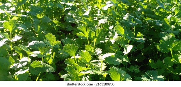 Coriander Flower Smell Varde Seasoning