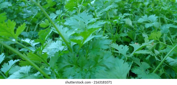 Coriander Flower Smell Varde Seasoning