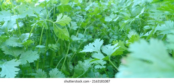 Coriander Flower Smell Varde Seasoning