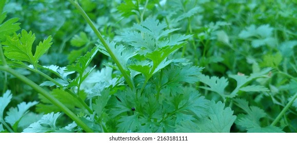 Coriander Flower Smell Varde Seasoning