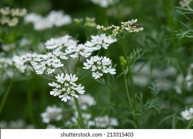 Coriander Flowers