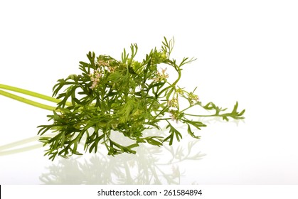 Coriander Flowers