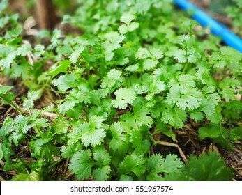 Coriander In The Garden