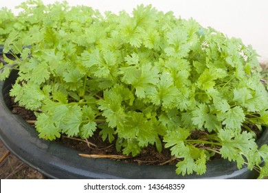 Coriander Growing In The Pot.