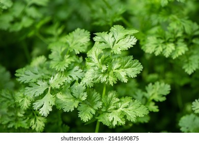 Coriander Herb, Cilantro, Chinese Parsley Plant In A Garden