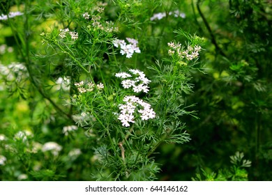 Coriander Herb Garden