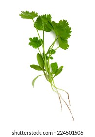 Coriander Isolated On White