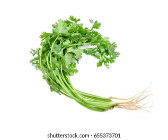 Coriander Isolated On White Background