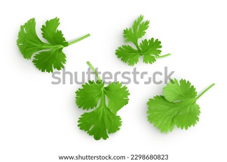Coriander leaf isolated on white background. Top view. Flat lay