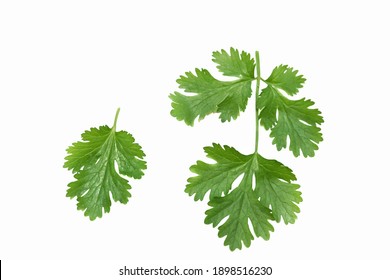 Coriander Leaf On White Background.