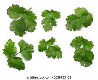 Coriander Leaves Isolated On White Background