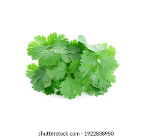 Coriander Leaves Isolated On White Background