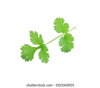 Coriander Leaves Isolated On White Background