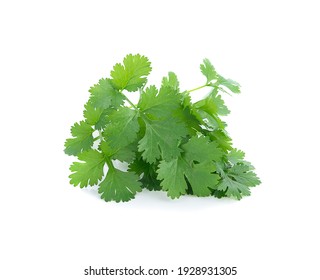 Coriander Leaves Isolated On White Background